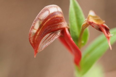 Wave Rock, Wild Flowers And Astro Photography - Accommodation Main Beach 2