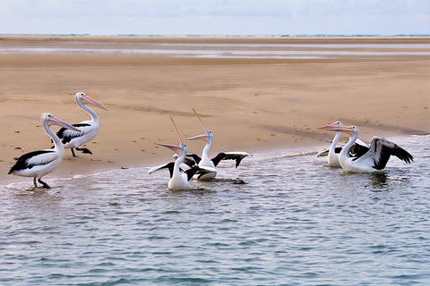 Town Of 1770 Afternoon Cruise - Accommodation Main Beach 4