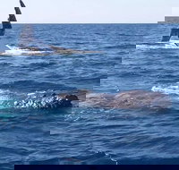 Noosa Whale Watching - Accommodation Main Beach