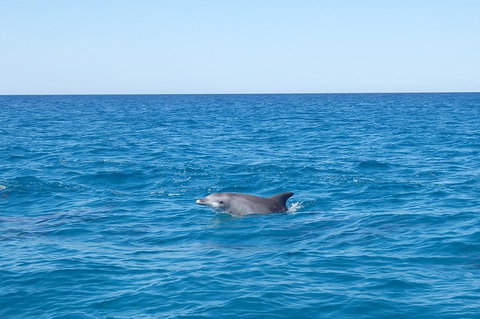 Noosa Wild Dolphin Safari - Accommodation Main Beach 1