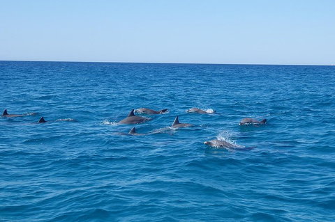 Noosa Wild Dolphin Safari - Accommodation Main Beach 3