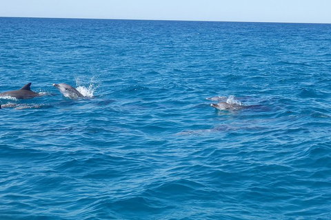 Noosa Wild Dolphin Safari - Accommodation Main Beach 4