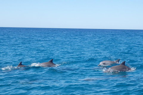 Noosa Wild Dolphin Safari - Accommodation Main Beach 5