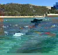 All Inclusive Dolphin and Tangalooma Wrecks Cruise - Accommodation Main Beach