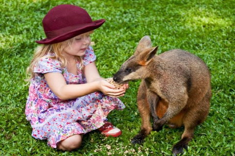 Kuranda Day Tour + HotAir Balloon Combo - Accommodation Main Beach 0
