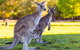 LGBT+ Friendly Full Day Phillip Island Private Tour - thumb 4