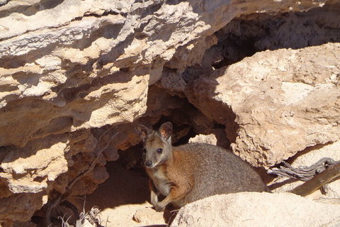 Shipwreck Special Full Day Tour Of The Abrolhos Islands - Accommodation Main Beach 4