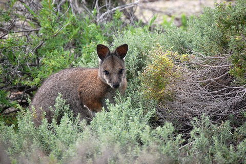 Pink Lake + Abrolhos Islands Nature Tour - Accommodation Main Beach 1