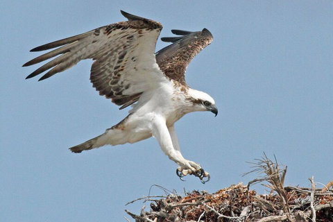 Pink Lake + Abrolhos Islands Nature Tour - Accommodation Main Beach 3