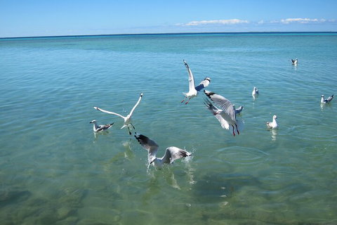 Pink Lake + Abrolhos Islands Nature Tour - Accommodation Main Beach 5