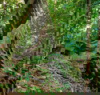 Private Daintree Mossman Gorge Exclusive Nature and Wildlife Focus