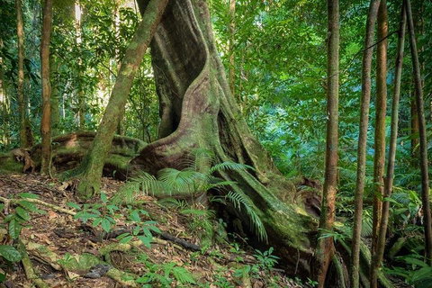 Private Daintree Mossman Gorge Exclusive Nature And Wildlife Focus - Accommodation Main Beach 0