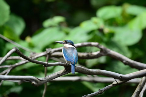 Private Daintree Mossman Gorge Exclusive Nature And Wildlife Focus - Accommodation Main Beach 1
