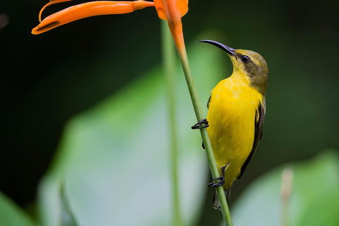 Private Daintree Mossman Gorge Exclusive Nature And Wildlife Focus - Accommodation Main Beach 2