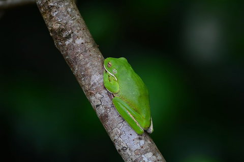 Private Daintree Mossman Gorge Exclusive Nature And Wildlife Focus - Accommodation Main Beach 3