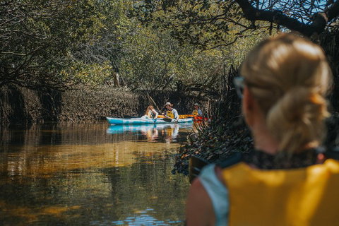 Kayak Tour In Adelaide Dolphin Sanctuary - Accommodation Main Beach 0