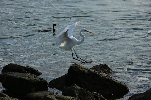 Kayak Tour In Adelaide Dolphin Sanctuary - Accommodation Main Beach 1
