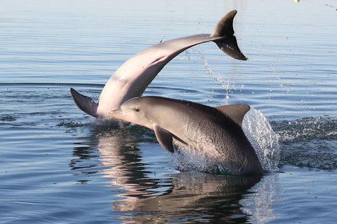 Kayak Tour In Adelaide Dolphin Sanctuary - Accommodation Main Beach 5