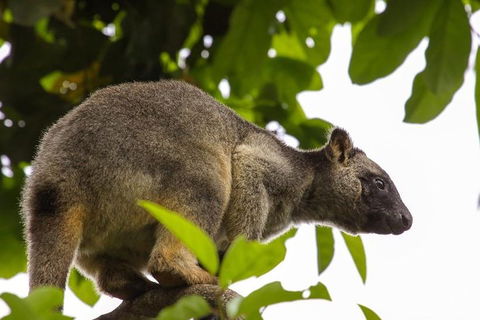 Cairns & Port Douglas All-Inclusive 7 Days Touring Package - Accommodation Main Beach 3