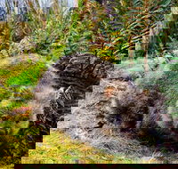 Cradle Mountain National Park Day Tour from Launceston - Accommodation Main Beach