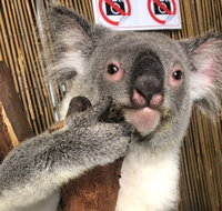 Kuranda Tour Deluxe Course with Kuranda 3 Zoos or Free Course - Accommodation Main Beach