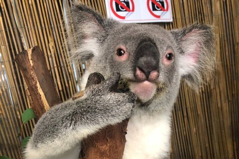 Kuranda Tour Deluxe Course With Kuranda 3 Zoos Or Free Course - Accommodation Main Beach 0