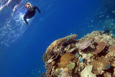 Silverswift Outer Great Barrier Reef Dive And Snorkel Cruise From Cairns - Accommodation Main Beach 3