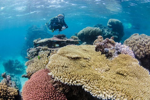 Silverswift Outer Great Barrier Reef Dive And Snorkel Cruise From Cairns - Accommodation Main Beach 5