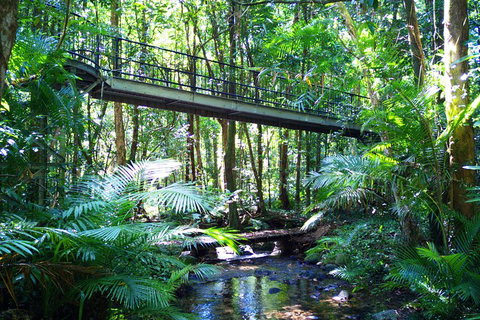 Cape Tribulation, Mossman Gorge, And Daintree Rainforest Day Trip From Cairns Or Port Douglas - Accommodation Main Beach 3