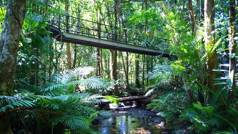 Double Pack-Ancient Rainforest And Waterfalls! - Accommodation Main Beach 0