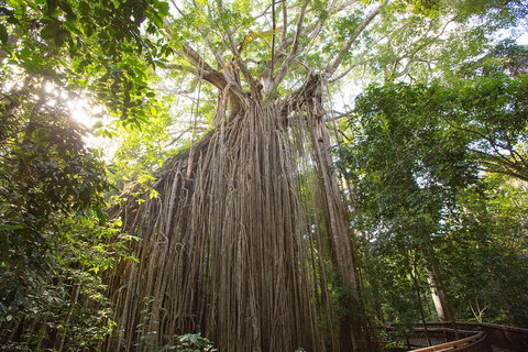 Double Pack-Ancient Rainforest And Waterfalls! - Accommodation Main Beach 5