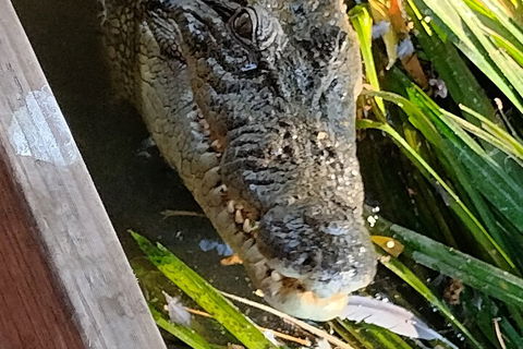 Litchfield Park Adventures And Jumping Crocodile Cruise + Butterfly Farm - Accommodation Main Beach 1