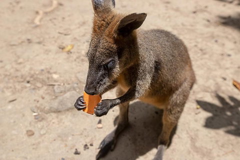Chillagoe Caves And Outback Day Trip From Cairns - Accommodation Main Beach 5