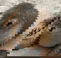 Kangaroo Island Scenic Trail Tour - Accommodation Main Beach