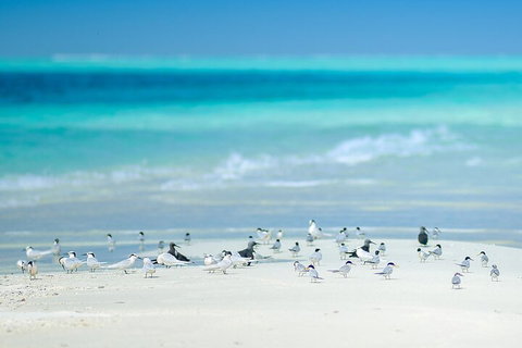 Private Coral Cay Bubbles Tour - Accommodation Main Beach 2