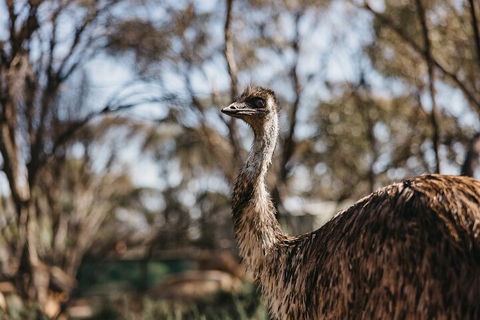 Wave Rock, York, Wildflowers, And Aboriginal Cultural Day Tour From Perth - Accommodation Main Beach 4