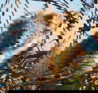 2-Hour Koala Walking Tour in Kangaroo Island - Accommodation Main Beach