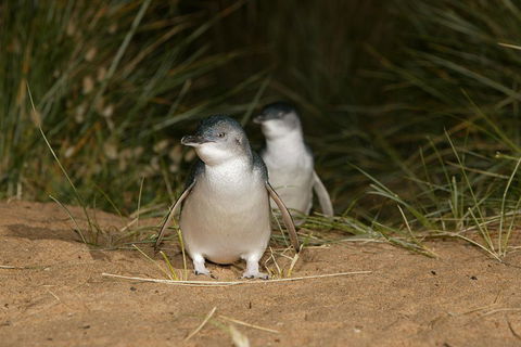 Phillip Island Penguin, Brighton Beach, Moonlit Sanctuary From Melbourne - Accommodation Main Beach 2
