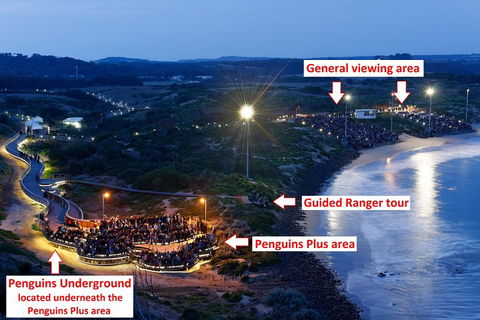 Phillip Island Penguin, Brighton Beach, Moonlit Sanctuary From Melbourne - Accommodation Main Beach 4