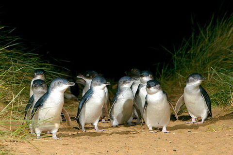 Phillip Island Penguin, Brighton Beach, Moonlit Sanctuary From Melbourne - Accommodation Main Beach 5