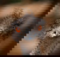 Currumbin Wildlife Sanctuary General Entry Ticket - Accommodation Main Beach