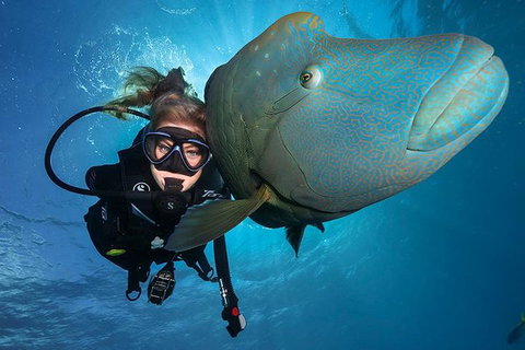 Great Barrier Reef Snorkeling And Diving Cruise From Cairns - Accommodation Main Beach 0