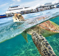 Scenic Helicopter Flight to Moore Reef and Return Snorkeling Cruise from Cairns - Accommodation Main Beach