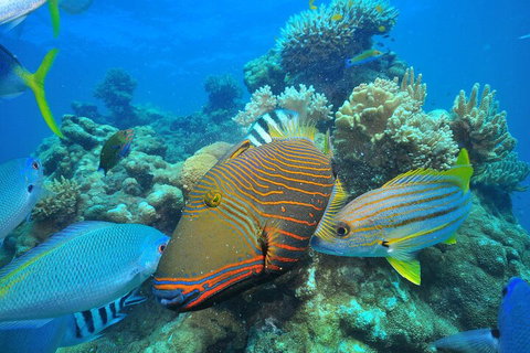 Fly To Green Island - Cruise Return - Accommodation Main Beach 1
