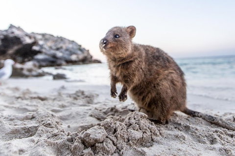 Rottnest Island All-Inclusive Grand Island Tour From Fremantle - Accommodation Main Beach 2