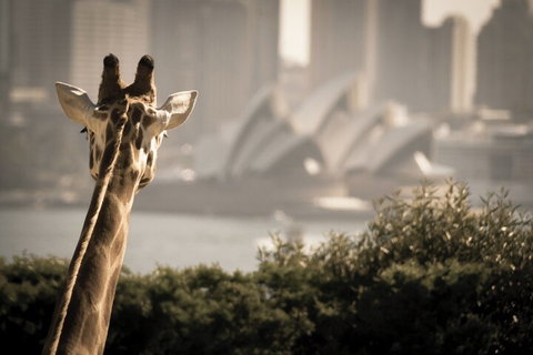 Sydney Harbour Hop On Hop Off Cruise With Taronga Zoo Entry - Accommodation Main Beach 5