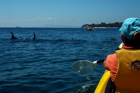 Mornington Peninsula Kayak Coastline Tour Of Dolphin Sanctuary - Accommodation Main Beach 0