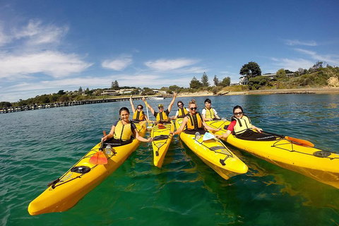Mornington Peninsula Kayak Coastline Tour Of Dolphin Sanctuary - Accommodation Main Beach 2