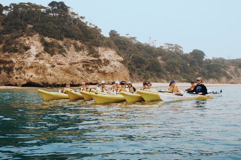 Mornington Peninsula Kayak Coastline Tour Of Dolphin Sanctuary - Accommodation Main Beach 4