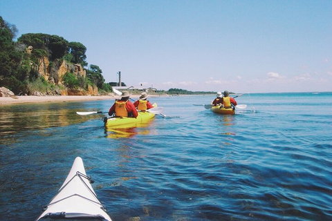 Mornington Peninsula Kayak Coastline Tour Of Dolphin Sanctuary - Accommodation Main Beach 5